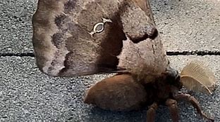 Image result for Tarantula Moth