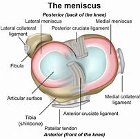 Image result for Knee Joint Meniscus