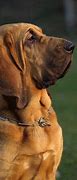 Image result for Bloodhound Australian Shepherd Mix