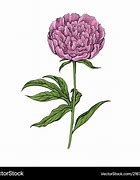 Image result for Peony Bush Vector