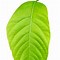 Image result for Senna Leaf PNG