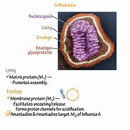 Image result for Orthomyxovirus