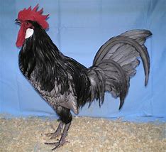 Image result for Fancy Chicken Breeds