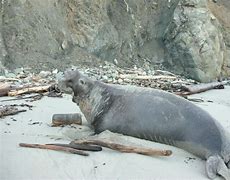 Image result for Male Elephant Seal