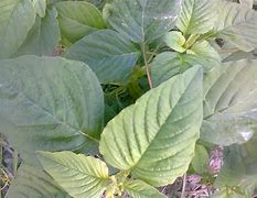 Image result for Foto Tanaman Bayam