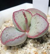 Image result for Adromischus Cactus