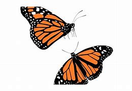 Image result for Small Animated Butterflies