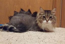 Image result for Smerf Cat with Hair