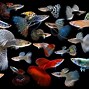 Image result for Guppy