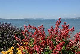 Image result for Lake Constance Mainau