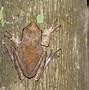 Image result for Flat Brown Frog