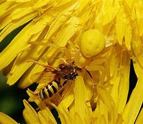 Image result for Spiders That Camouflage