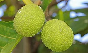 Image result for Ulu Samoa Food