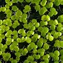 Image result for Greater Duckweed