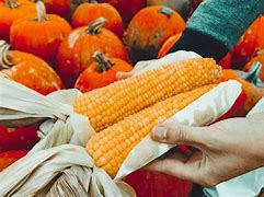 Image result for Corn Harvest Pictures