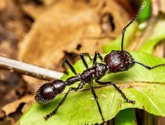 Image result for Bullet Ant Face