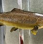 Image result for Trout Mounts