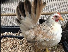 Image result for Serama Chicken Size Chart