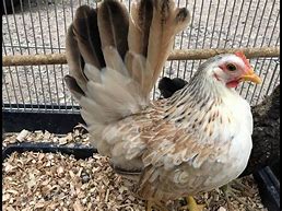 Image result for Chicken Serama Art