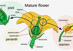 Image result for Flowers That a Angiosperm