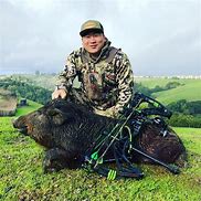 Image result for Hog or Swine