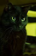 Image result for Green Eyed Black Cat