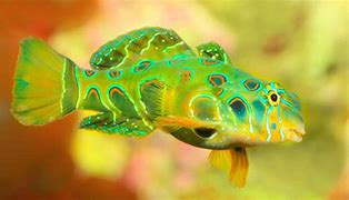 Image result for Spotted Mandarin Fish