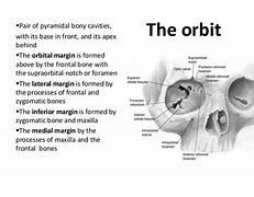 Image result for Orbit Anatomy PPT