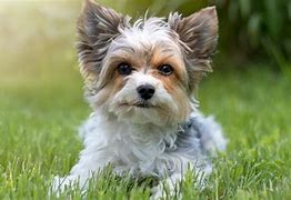 Image result for AKC Terrier Breeds