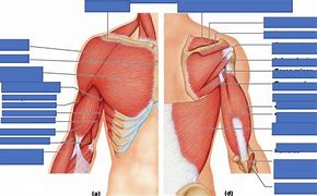 Image result for Back and Arm Muscle Diagram