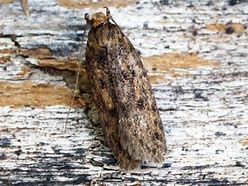 Image result for Brown House Moth Infestation