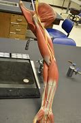 Image result for Back and Arm Muscle Diagram