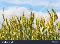 Image result for Field of Oats