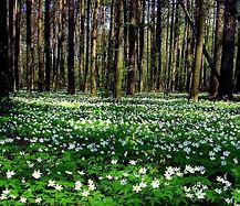 Image result for Spring in Sweden