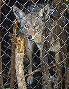 Image result for Wiley Coyote Smoke