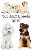 Image result for Top 10 Dog Breeds AKC