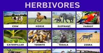 Image result for Herbivore Word Art