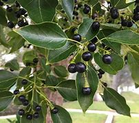 Image result for Camphor Tree New Leaves