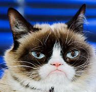 Image result for Grumpy Cat Full Body