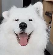 Image result for Yappy Dog GIF