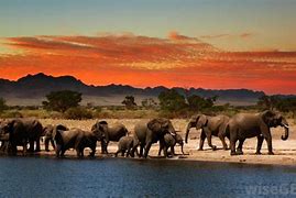 Image result for Habitat Ellie The Elephant