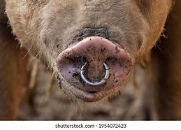 Image result for 18K Gold Filled Pig Nose Ring