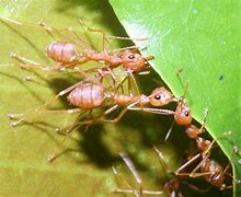 Image result for Beown Ants