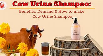 Image result for Shampoo Cow