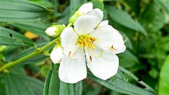 Image result for Angio Flower