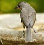 Image result for Small Michigan Birds