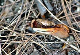 Image result for Atlantic Sand Fiddler Crab