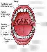 Image result for Parts of Oral Cavity