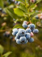 Image result for Blueberry Insects