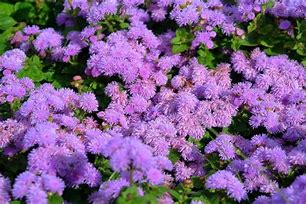 Image result for Evergreen Groundcovers Perennials